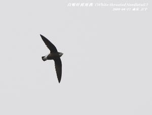 （圖）白喉針尾雨燕