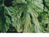 白瓜細菌性葉枯病 白瓜細菌性葉枯病