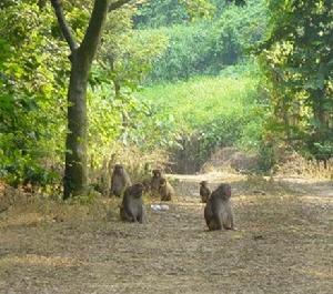 陽城莽河獼猴國家級自然保護區
