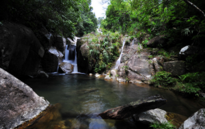 屏峰雨林公園 屏峰雨林公園