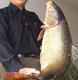 鄭州黃河鯉魚 鄭州黃河鯉魚
