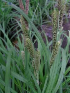 異鱗薹草 異鱗薹草