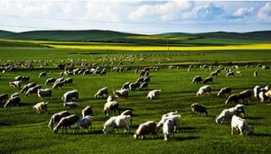 原生態牧業 原生態牧業