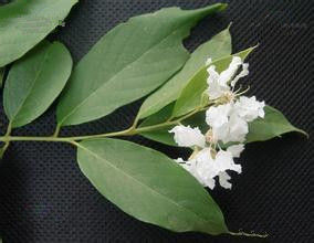 美毛紫薇 美毛紫薇