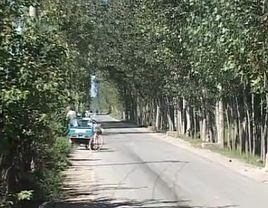 東陳村[河北省辛集市南智邱鎮東陳家莊村]