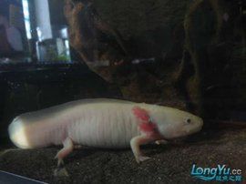 六角龍魚 六角龍魚