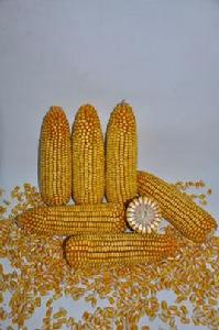 東單1331 東單1331