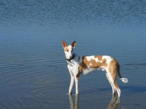 伊比莎獵犬 伊比莎獵犬