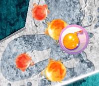 火球拼盤 火球拼盤