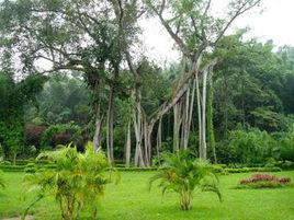 勐巴拉王國園林 勐巴拉王國園林