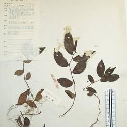 小異被赤車 小異被赤車