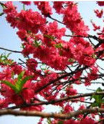 春色撩人 春色撩人