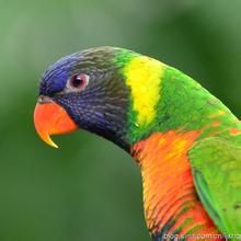 彩虹吸蜜鸚鵡 彩虹吸蜜鸚鵡