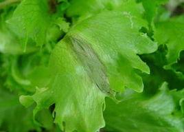 萵苣腐敗病 萵苣腐敗病