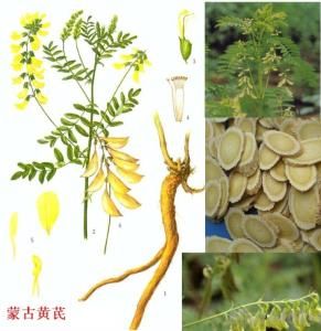 溫陽救逆 溫陽救逆