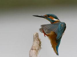 靜止狀態 靜止狀態