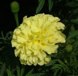 短節百里香 短節百里香