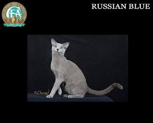 俄羅斯青灰貓/俄羅斯藍貓