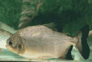 細鱗鯧 細鱗鯧