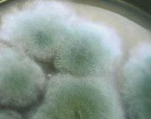 食用菌木霉 食用菌木霉