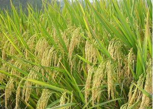 水稻