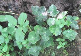 鴨腳黃連 鴨腳黃連