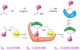 泛素化 泛素化