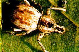 大灰象蟲 大灰象蟲