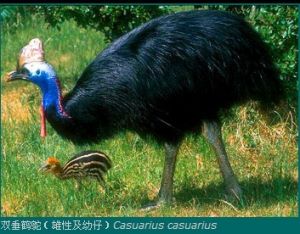 雙垂鶴鴕（雄性及幼仔）Casuarius casuarius