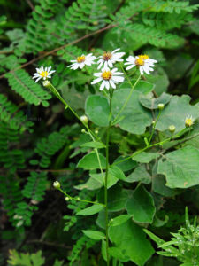 密毛紫菀 密毛紫菀