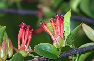 墨脫大苞鞘花 墨脫大苞鞘花