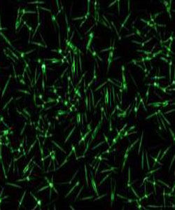 致傻病毒 致傻病毒