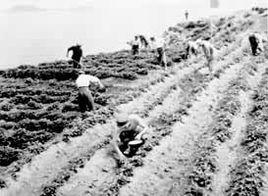 軍隊農副業生產