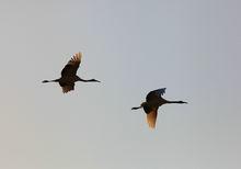 鹽城沿海灘涂濕地 丹頂鶴3