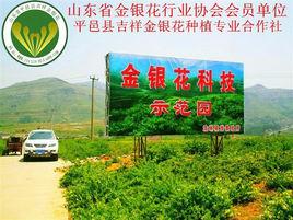 平邑縣吉祥金銀花種植專業合作社 平邑縣吉祥金銀花種植專業合作社
