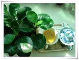 圓葉椒草 圓葉椒草