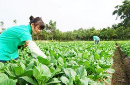 青怡生態農場 青怡生態農場