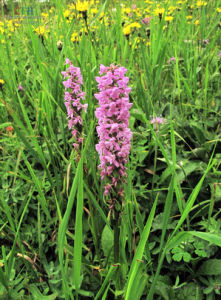 峨眉手參 峨眉手參