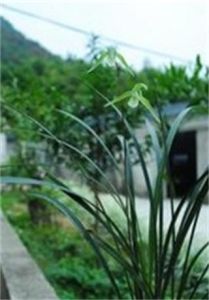 小羽枝蘚 小羽枝蘚