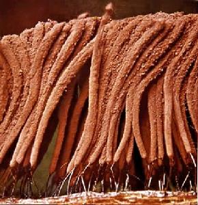 粘菌綱