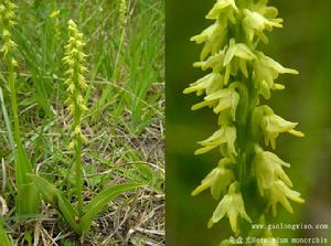 無距角盤蘭 無距角盤蘭