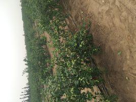 艾吉克村 艾吉克村