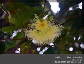 褐背蒲桃 褐背蒲桃
