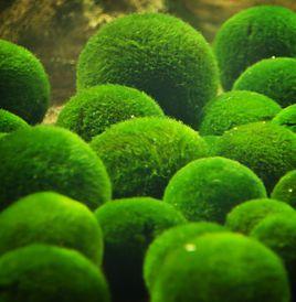 綠球藻 綠球藻