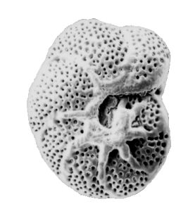 有孔蟲目 有孔蟲目