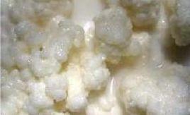 西藏靈菇 西藏靈菇