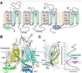 鈉離子通道 鈉離子通道