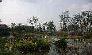 上海世博公園中的多種植被