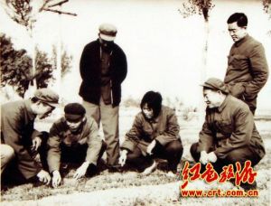 這是葉穎芬（蹲者右二）在1977年任滄州地委常委期間，分管農業，深入到黃驊縣檢查農業生產，在麥田裡研討小麥生長。右一是滄州地區專員閆國鈞，右五是黃驊縣委書記胡德函。