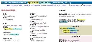 Brown-cheeked Hornbill (Bycanistes cylindricus) (Temminck, 1831)